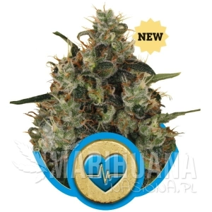 Medical Mass CBD - ROYAL QUEEN SEEDS