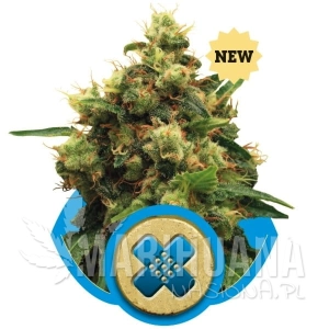 Painkiller XL CBD - ROYAL QUEEN SEEDS