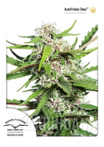 Auto Frisian Dew - DUTCH PASSION