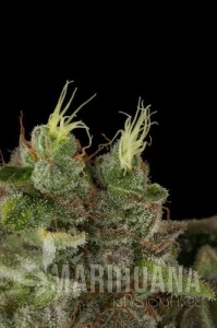 Bubba Kush - DINAFEM