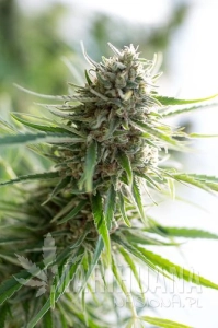Critical Mass CBD - DINAFEM