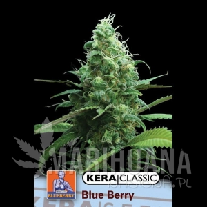 Blue Berry White - KERA SEEDS