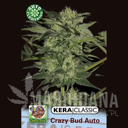 KERA SEEDS - Crazy Bud