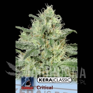 Critical - KERA SEEDS