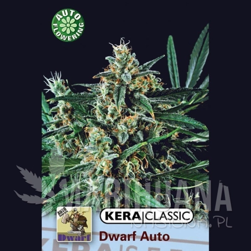 KERA SEEDS - Kera Dwarf