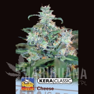 Special Cheese - KERA SEEDS