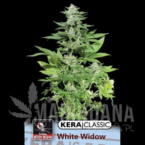 White Widow - KERA SEEDS