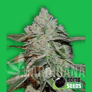 Atomic - BOMB SEEDS