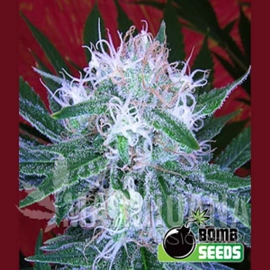 Auto Bomb - BOMB SEEDS