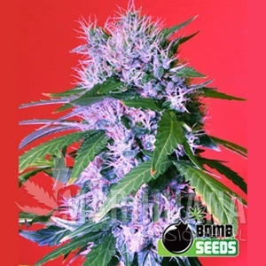 Berry Bomb - BOMB SEEDS