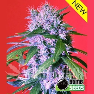 Berry Bomb Auto - BOMB SEEDS