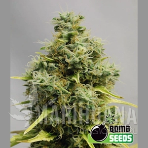 Big Bomb - BOMB SEEDS