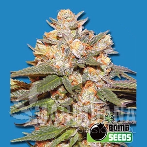 Big Bomb Auto - BOMB SEEDS