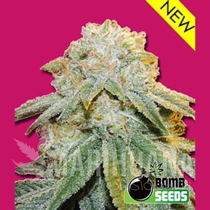 Bubble Bomb - BOMB SEEDS