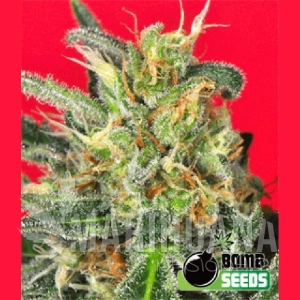 Cheese Bomb - BOMB SEEDS