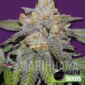 Cherry Bomb Auto - BOMB SEEDS