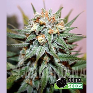 Hash Bomb - BOMB SEEDS