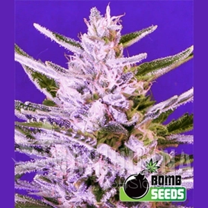 Ice Bomb - BOMB SEEDS