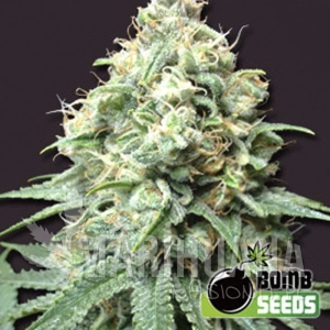 Kush Bomb - BOMB SEEDS