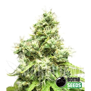 Medi Bomb 1 - BOMB SEEDS
