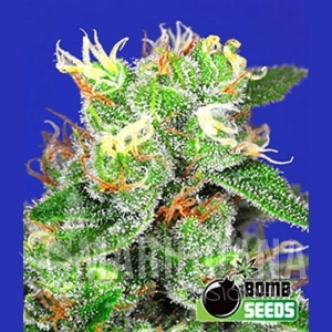 Medi Bomb 2 - BOMB SEEDS
