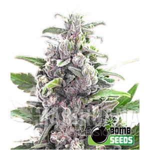THC Bomb Auto - BOMB SEEDS