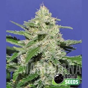 Widow Bomb - BOMB SEEDS