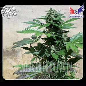 Blue Rhino - POSITRONICS