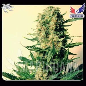 Critical 47 - POSITRONICS