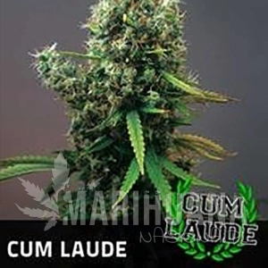 Cum Laude - POSITRONICS