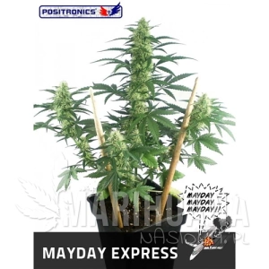 May Day Express - POSITRONICS