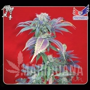 Purple Haze - POSITRONICS