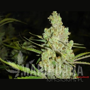1024 - MEDICAL SEEDS