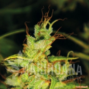 2046 - MEDICAL SEEDS