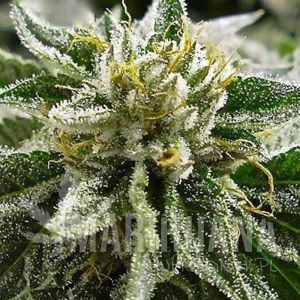 Canadian Kush - MEDICAL SEEDS