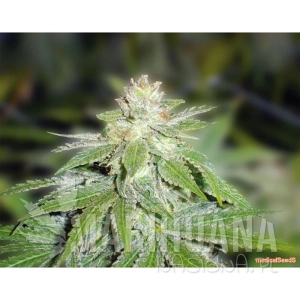 Devil Fruit - MEDICAL SEEDS