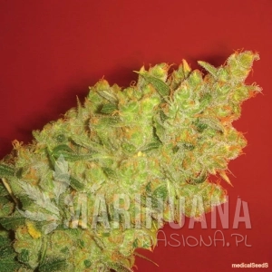 Jack la Mota - MEDICAL SEEDS