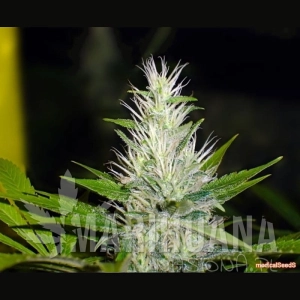 Malakoff - MEDICAL SEEDS