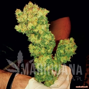 BCN Sour Diesel - MEDICAL SEEDS