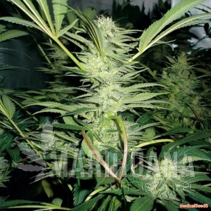 White Widow - MEDICAL SEEDS