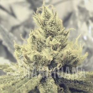 Y Griega - MEDICAL SEEDS
