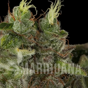 Bubba Kush - HUMBOLDT SEED