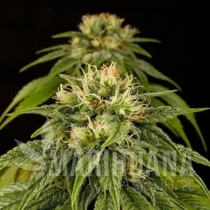 Lemon Juice Express Auto - HUMBOLDT SEED