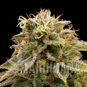 Lemon Thai Kush - HUMBOLDT SEED