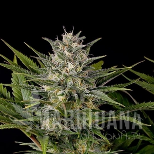 Pineapple Skunk - HUMBOLDT SEED