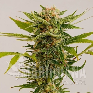 Sour Diesel 2 - HUMBOLDT SEED