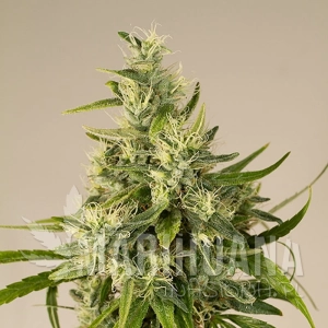 Trainwreck - HUMBOLDT SEED