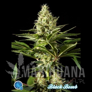 Black Bomb - PHILOSOPHER SEEDS