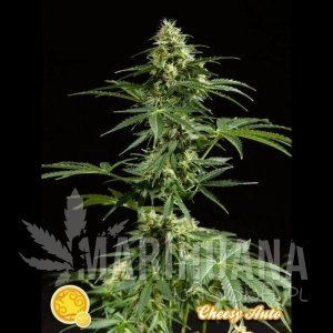 Cheesy Auto - PHILOSOPHER SEEDS