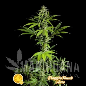 Fraggle Skunk Auto - PHILOSOPHER SEEDS